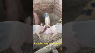 Piglets raising in Nepalpig farming bangur palansabichamling [upl. by Aicirtel]