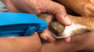 Removing canine hyperkeratosis [upl. by Koosis]