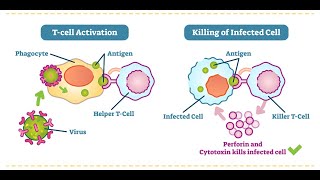 Mitochondrial dysfunction in Tcells and the impact on health and healing from cancer or infection [upl. by Marv515]