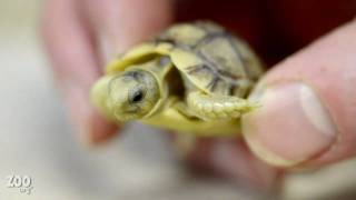 Tiny Baby Egyptian Tortoise Up Close [upl. by Hau]