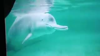 RARE FOOTAGE Baiji or Yangtze River dolphin filmed before the species became functionally extinct [upl. by Carey535]