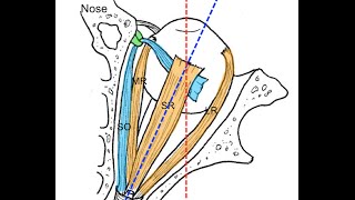 Extraocular muscles tutorial [upl. by Bull]