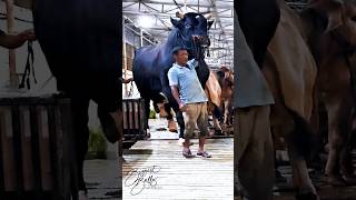 Gigantic Holstein Friesian bull coming out of the barn [upl. by Naira]