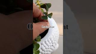 Oxalis plant of repotting❤Trancplant oxalis plantgardening plants shorts youtubeshorts [upl. by Airegin]