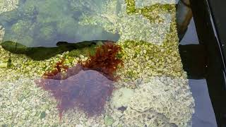 Macroalgae and Anemones growing in my System outdoors [upl. by Cathee450]