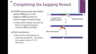 163DNA Ligase amp the Lagging Strand [upl. by Yeblehs]