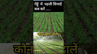 गेंहुॅ में पहली सिचाई  Wheat Cultivation wheatfarming [upl. by Sharai]