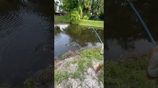 Massive line breaker lol bassfishinglife [upl. by Adnorhs]