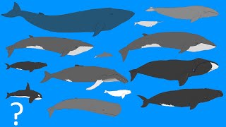 Whales Size Comparison  Animation  Cetacean Whale and Dolphins OLD VERSION [upl. by Ignace]