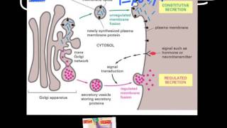 Cell Transport Endocytosis amp Exocytosis [upl. by Nilecoj]