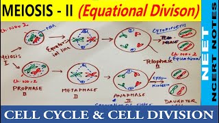 Meiosis  II cell division class 11 in Hindi  Significance of Meiosis  Cell division  NEET 2021 [upl. by Chladek]