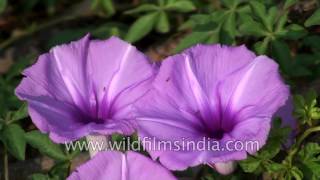 Ipomoea cairica or Morning Glory creeper [upl. by Kentiggerma]