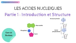 ACIDES NUCLEIQUES  INTRODUCTION ET STRUCTURE  Biochimie Facile [upl. by Waylan175]