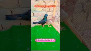 Black Male Surkhi Female 923202525229 pigeonkabutar bird kabootar pigeonlove kabutar [upl. by Adolphe]