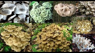 The Rare and Delicious quotUmbrella Polyporequot Polyporus umbellatum [upl. by Leagiba788]