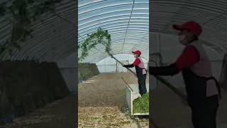 The process of feeding grasshoppers locusts on the farm [upl. by Lattie]