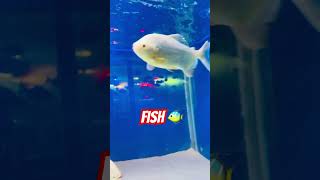 Fish Tank fish 🐠 🐟 funwithmahi29 funny comedy ytshortsindia aquariumpoojajha7184 [upl. by Aluino920]