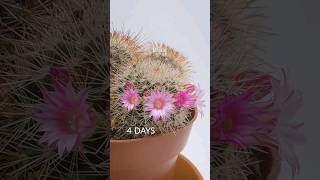 Cactus flowering timelapse [upl. by Laehcar]