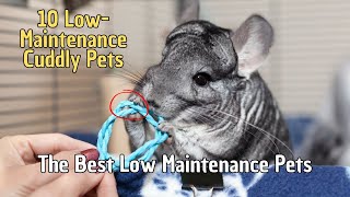 10 Low Maintenance Cuddly Pets 🐣 Low Maintenance Pets for Beginners  Low Maintenance Small Pets [upl. by Pleasant]