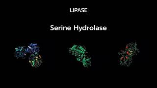 Unraveling the Lipase Enzyme  Exploration of its Active Site and Mechanism [upl. by Accire253]