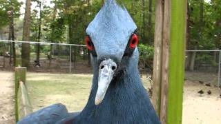 Victoria Crowned Pigeon Talking and Dancing [upl. by Ahtnahc988]