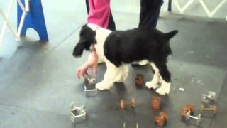 AJ English Springer Spaniel12 weeks old learning Agility  O [upl. by Streeto801]