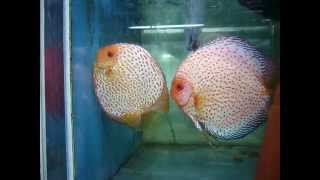 Stendker Discus breeding pair [upl. by Adrien]