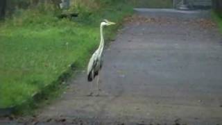 Birding in Basel Switzerland [upl. by Kreda]