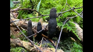 Identifying Dead Mans Fingers Xylaria polymorpha [upl. by Koosis968]