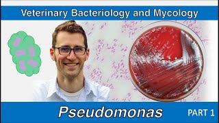 Pseudomonas  nonfermenters Part 1  Veterinary Bacteriology and Mycology [upl. by Therron]