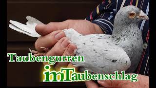 Taubengurren 6min [upl. by Dearborn303]