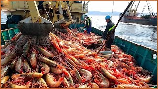 Europe Fishermen Use Robots To Catch Hundreds Of Tons Of Shrimp This Way  Trawl Net Shrimp on Sea [upl. by Airrehs]