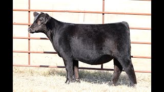 Lot 7 VanVorhis Show Cattle The Next Episode Sale 2024 [upl. by Guod]