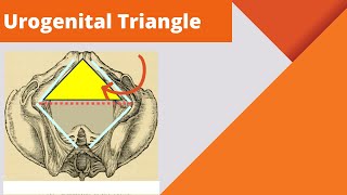 Urogenital triangle  Anatomy boundaries and contents of the urogenital triangle [upl. by Obeng857]