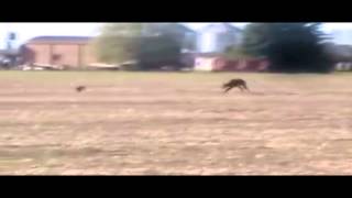 TOP5 Galgos Argentinos corriendo solos by GalguerosLoberia TV [upl. by Sirah]