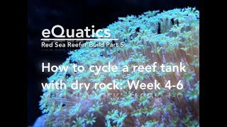 How to cycle a Reef Tank with Dry Rock week 2  Red Sea Reefer Build Part 5 [upl. by Akla]