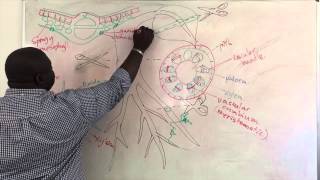 Xylem and Phloem Structure [upl. by Codel]