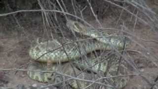 Mojave Green Captured at home In Wittmann Arizona [upl. by Ecirtac]