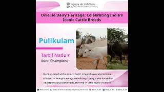 Meet Pulikulam cattle [upl. by Duvall]