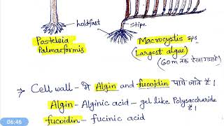 Phaeophyta  Phaeophyceae  Brown algae भूरे शैवाल [upl. by Lunette]