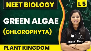 Green Algae  Chlorophyta  Plant Kingdom  L5 Concepts  NEET Biology [upl. by Yhcir]