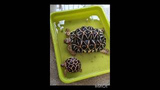 STAR TORTOISE  IN WATER MOMMY TORTOISE  BABY TORTOISE  Animal lover 🤩🤩🤩 [upl. by Engeddi]