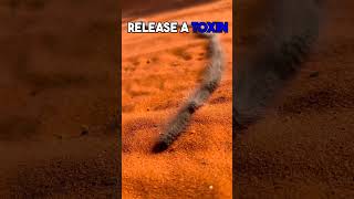 Hairs on hairy caterpillars firstaid danger [upl. by Nerwal]