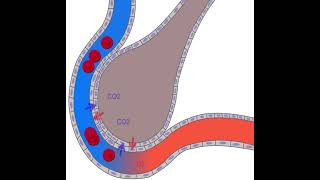 Échanges gazeux au niveau dune alvéole pulmonaire [upl. by Araihc]