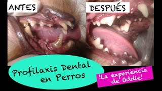 Limpieza Dental en perros ¡La Profilaxis Dental de Oddie [upl. by Mmada]