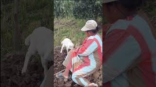 Dede Sini Nyusu Ngangon Kambing [upl. by Eikcaj]