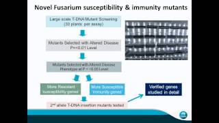 What we know and dont know about Fusarium pathogens [upl. by Nwahsem]