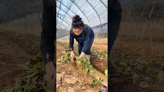 Part60Strawberry Farming farming agriculturefarm [upl. by Lucais689]