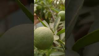 Lemon plant full on fruiting kitchingarden flowers gardendesign [upl. by Liebermann]