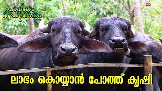 Buffalo farming for reaping large profits  Haritham Sundharam  EP 216 [upl. by Glendon]